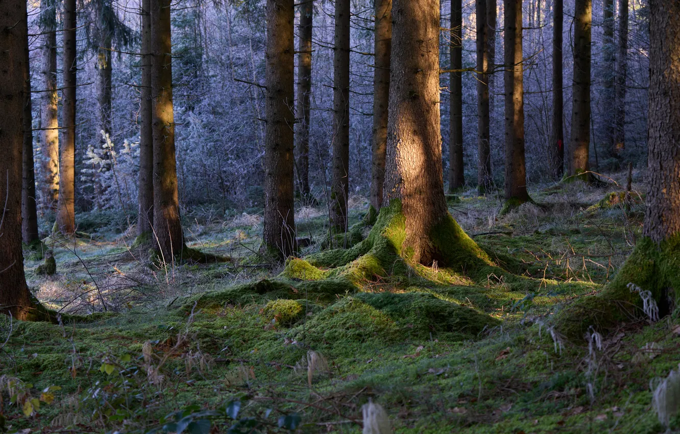 Photo wallpaper forest, trees, moss