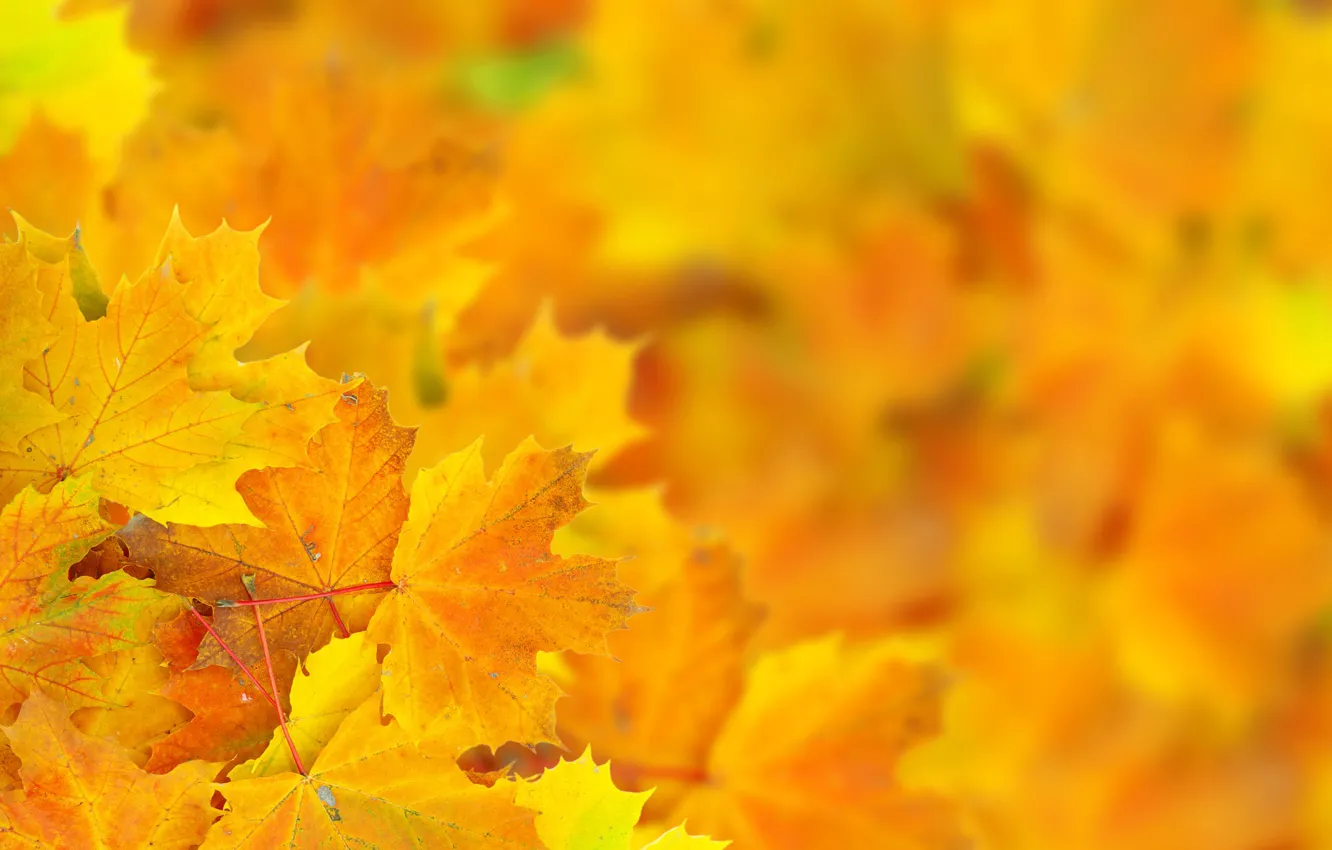Photo wallpaper autumn, leaves, maple