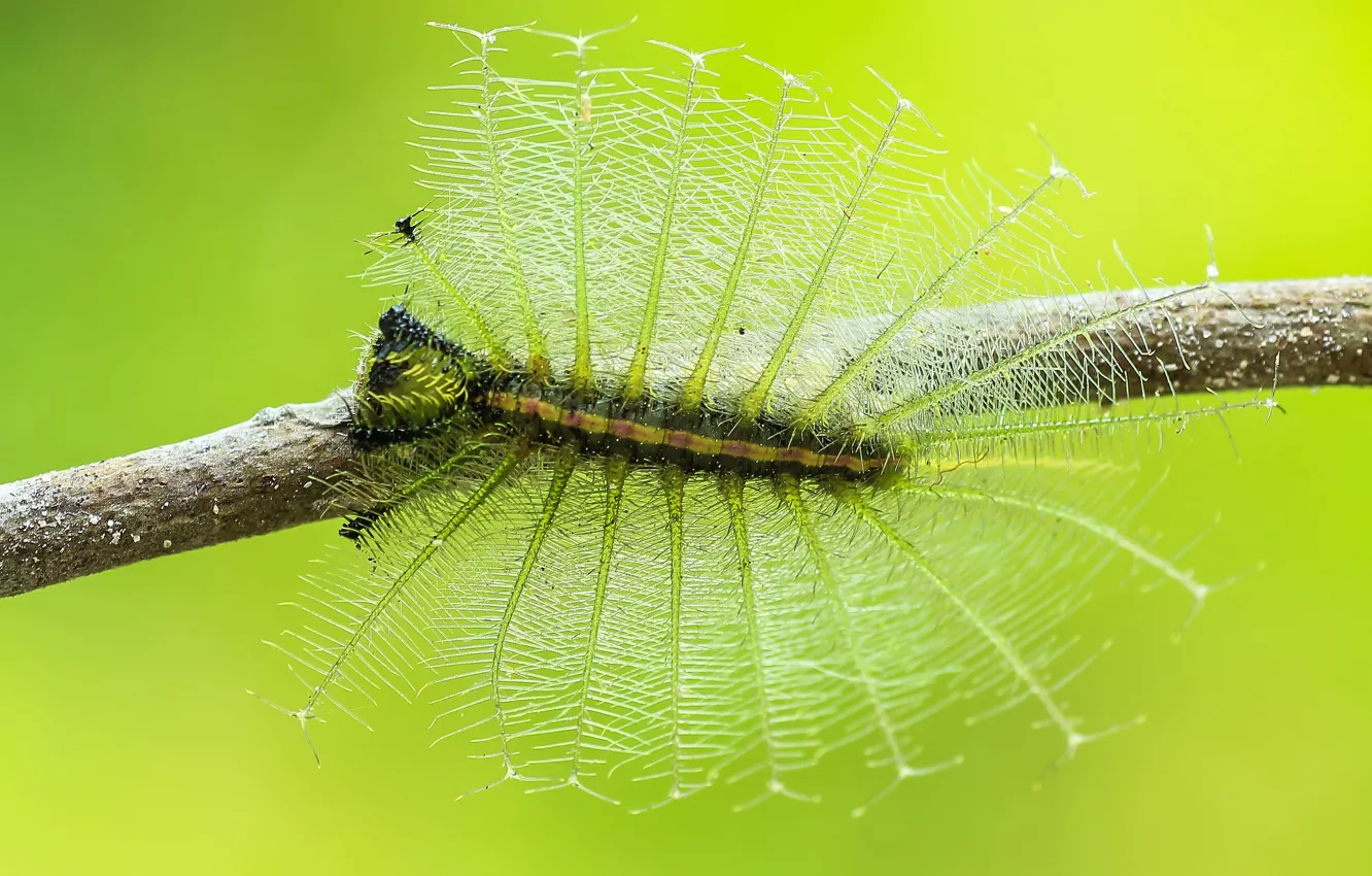Photo wallpaper macro, caterpillar, background, insect