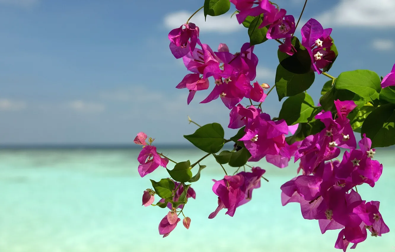 Photo wallpaper sea, summer, trees, flowers
