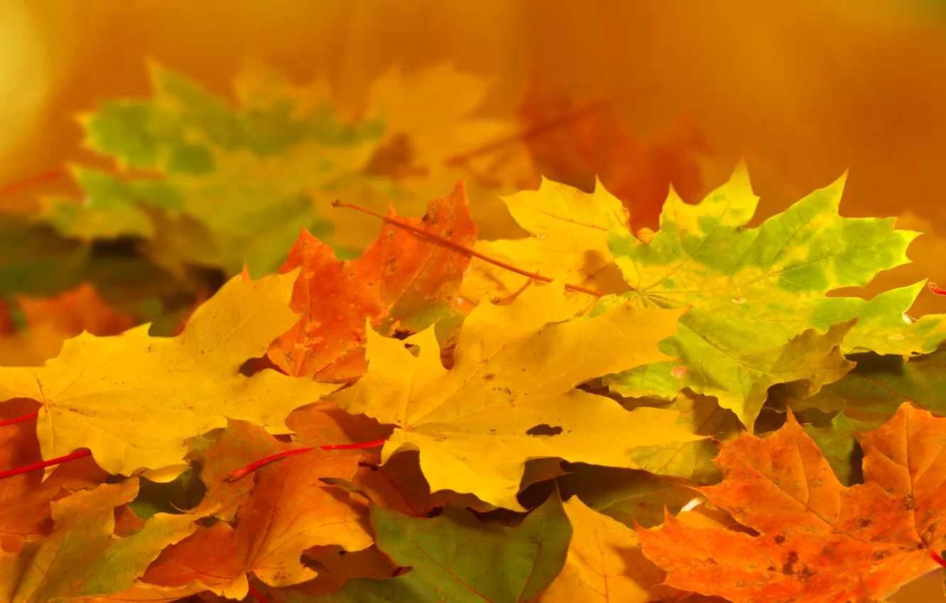 Photo wallpaper autumn, leaves, macro, nature, yellow, green, orange
