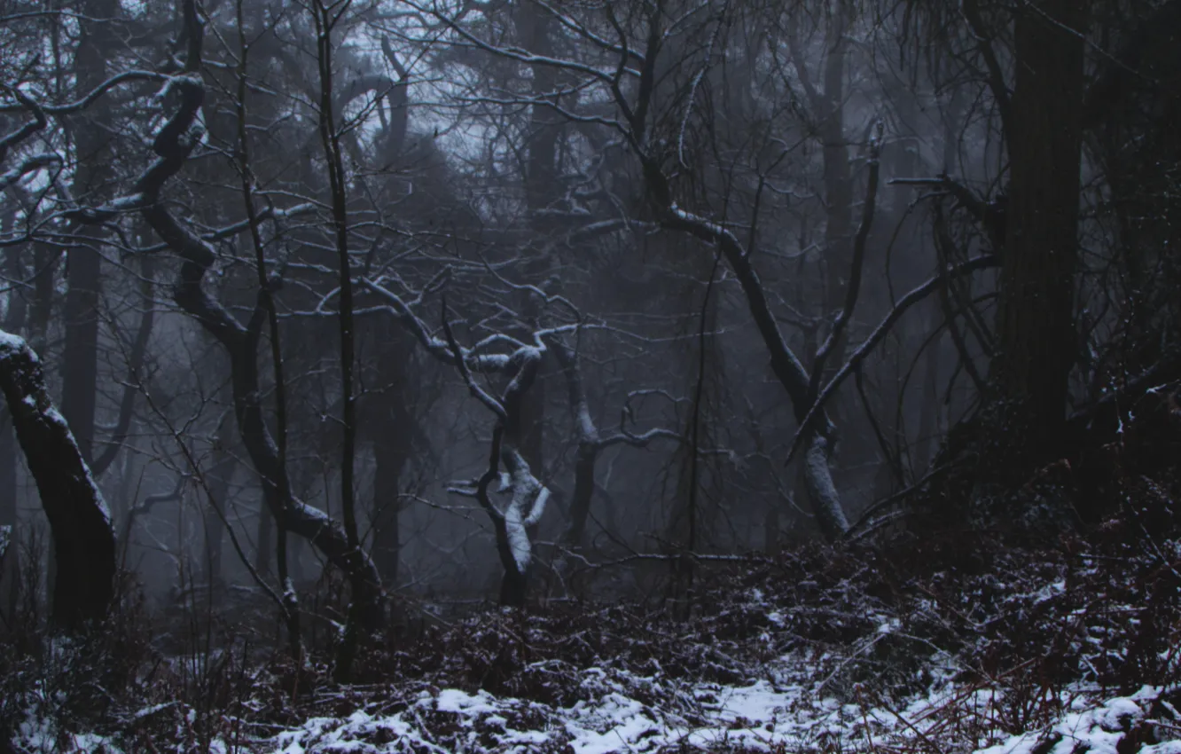 Photo wallpaper winter, forest, snow, trees, nature, fog