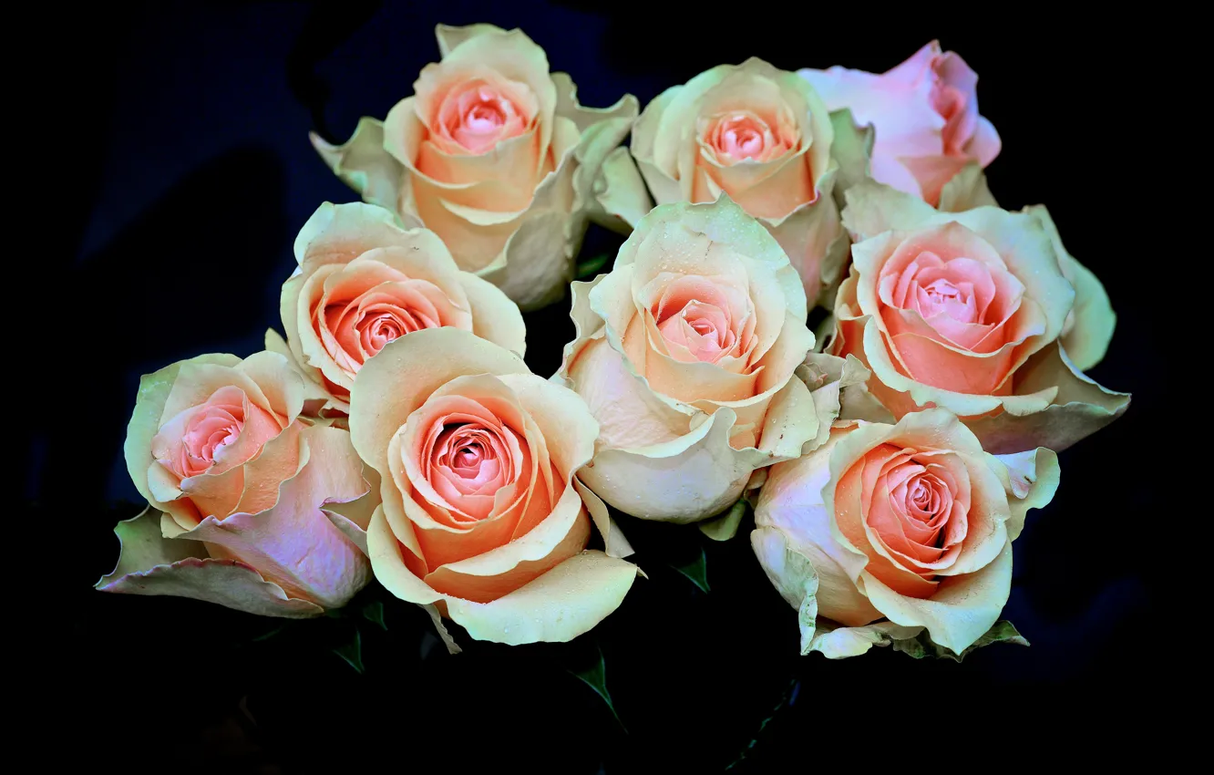 Photo wallpaper drops, background, black, roses, roses, closeup