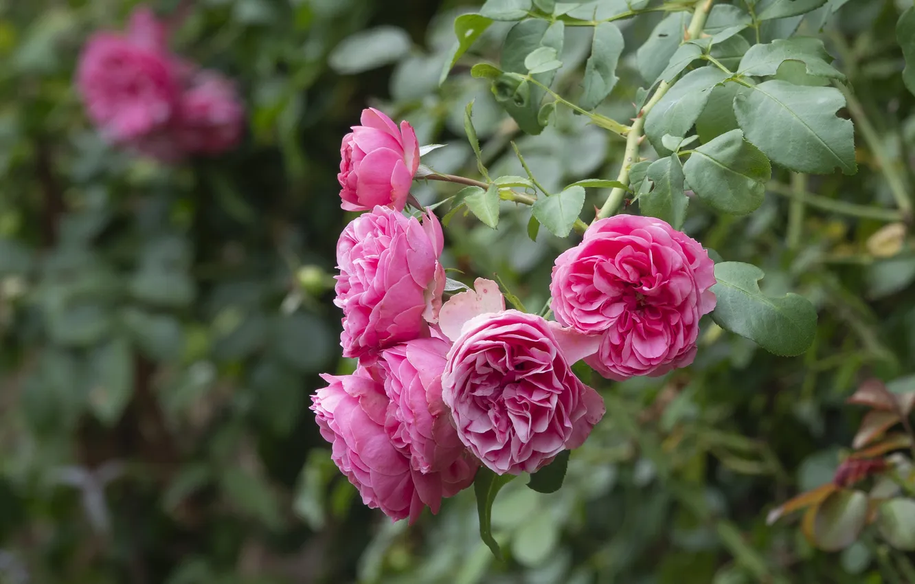 Photo wallpaper leaves, flowers, branches, roses, garden, pink, rose Bush