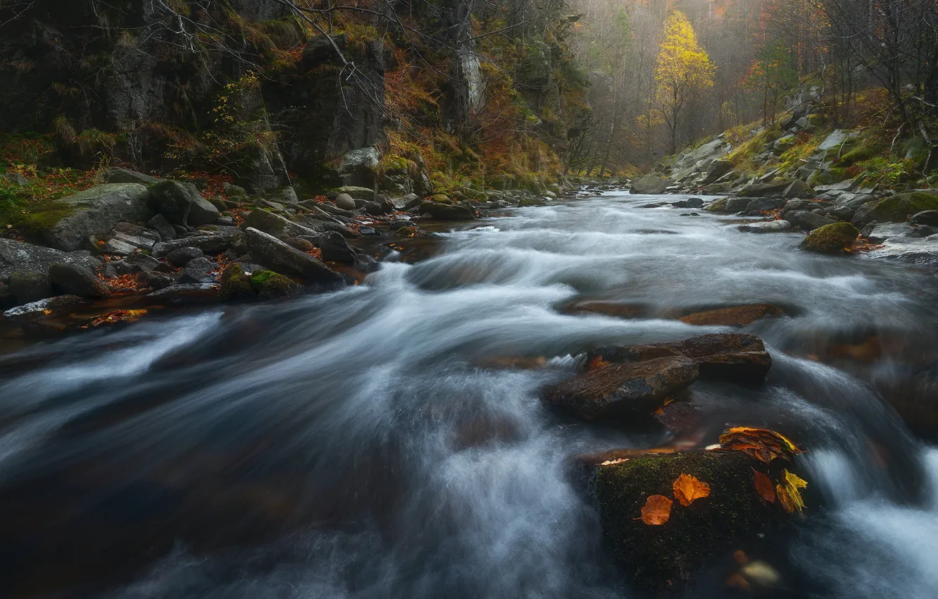 Photo wallpaper autumn, forest, stream, stones, shore, for, stream, river