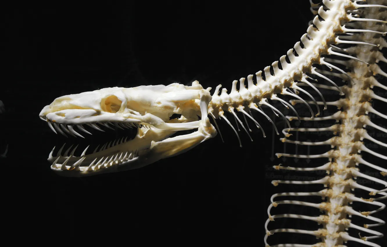 Photo wallpaper snake, bones, skeleton