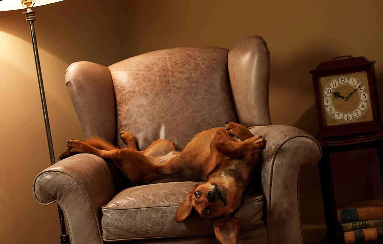 Photo wallpaper watch, dog, chair