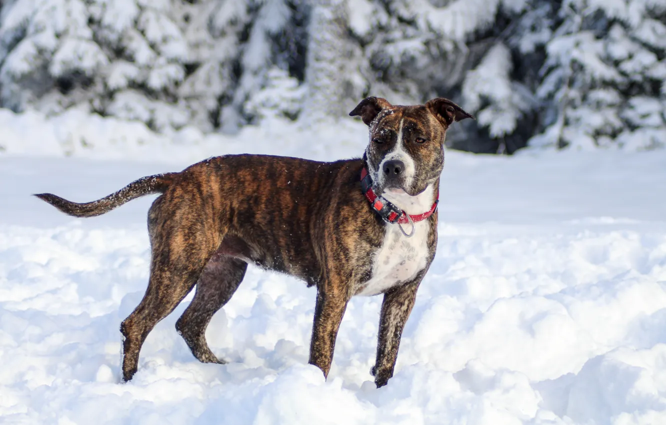 Photo wallpaper winter, forest, snow, nature, pose, dog, the snow, collar