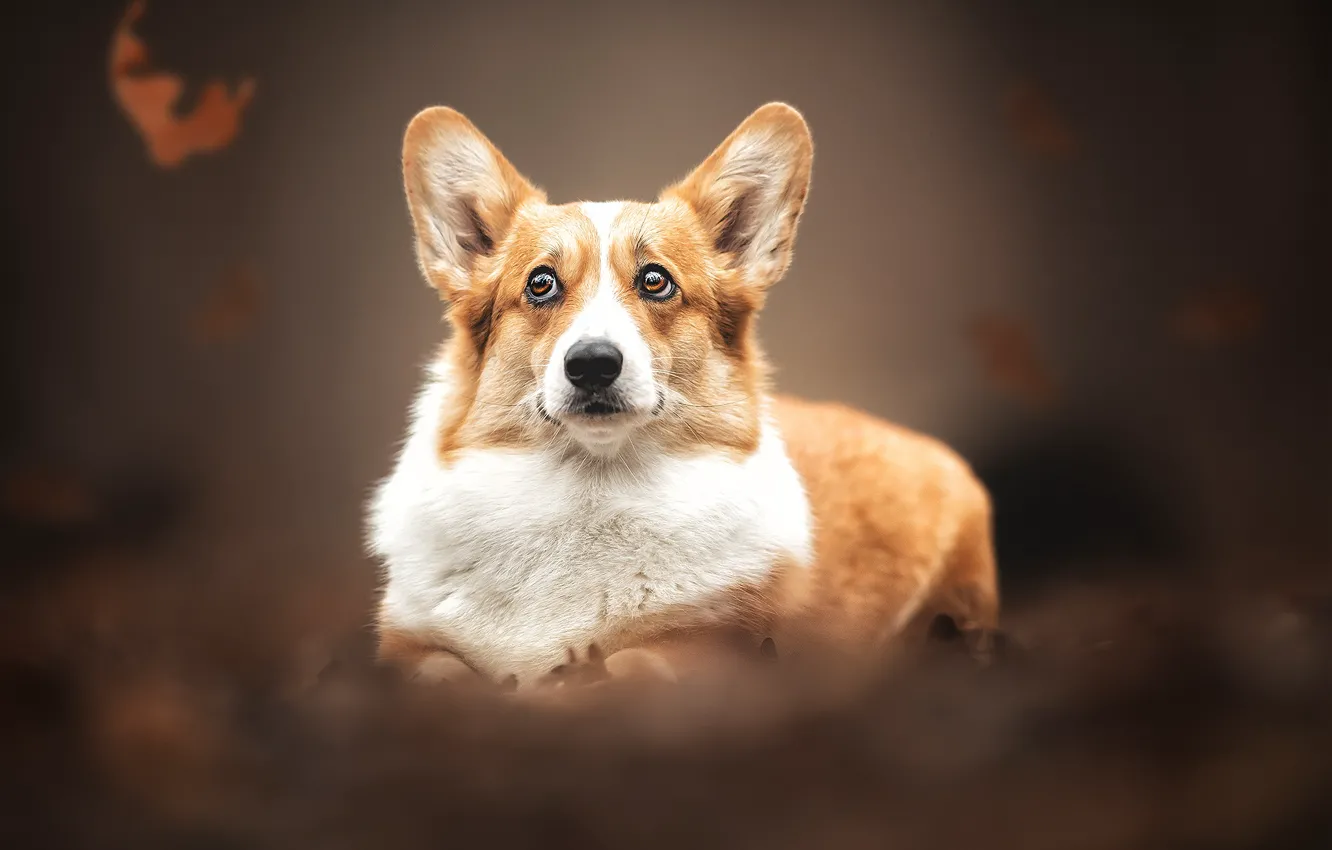 Photo wallpaper autumn, dog, leaf, face, bokeh, Welsh Corgi