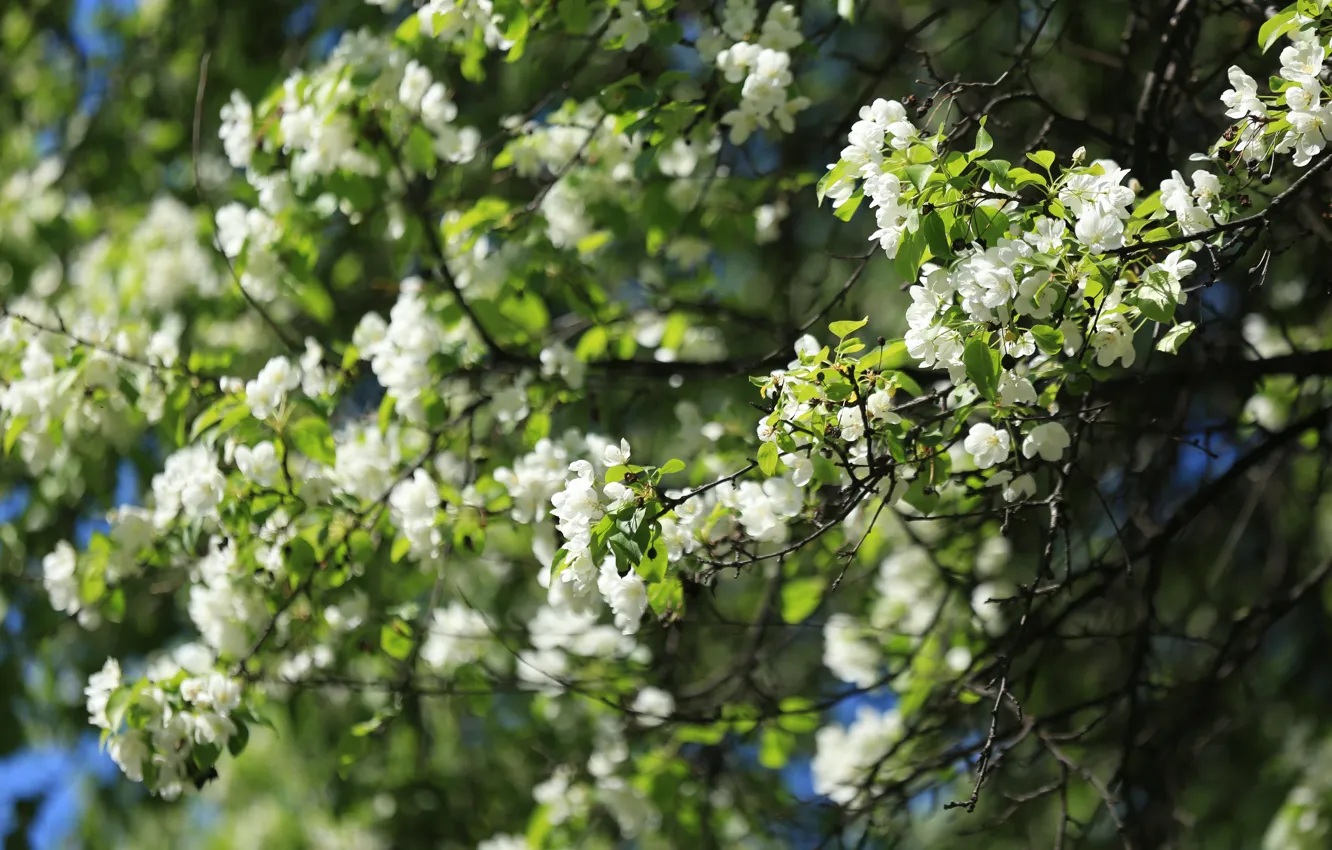 Photo wallpaper greens, nature, blur