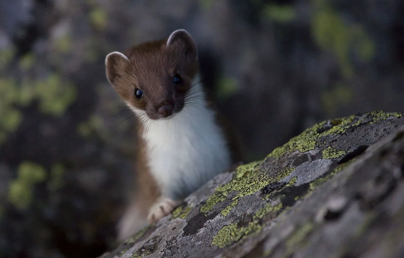 Photo wallpaper animal, on the stone, marten