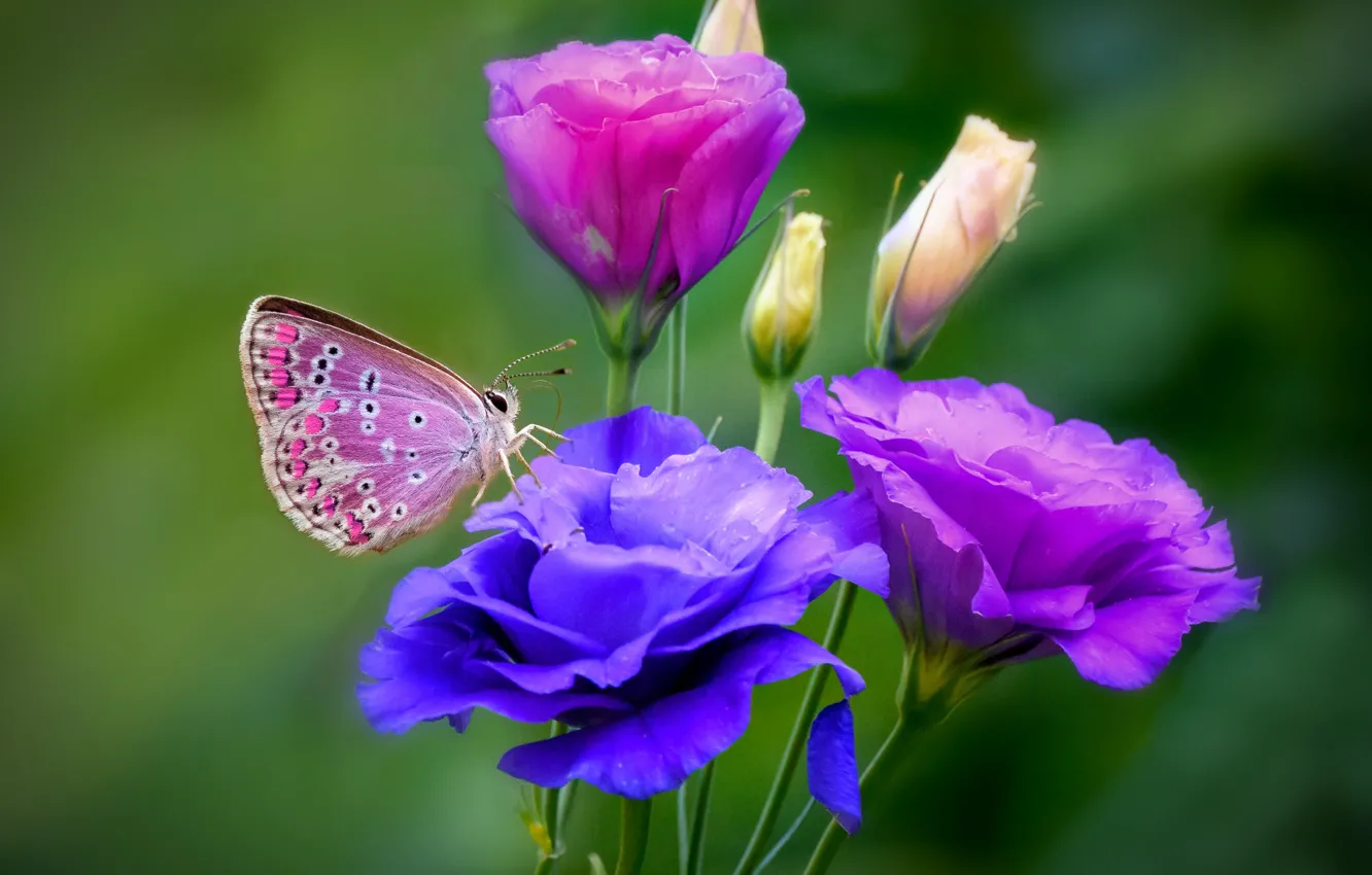 Photo wallpaper summer, flowers, butterfly