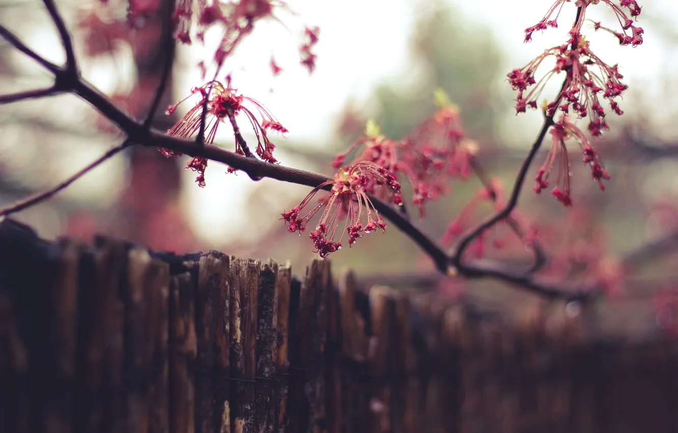 Photo wallpaper macro, flowers, background