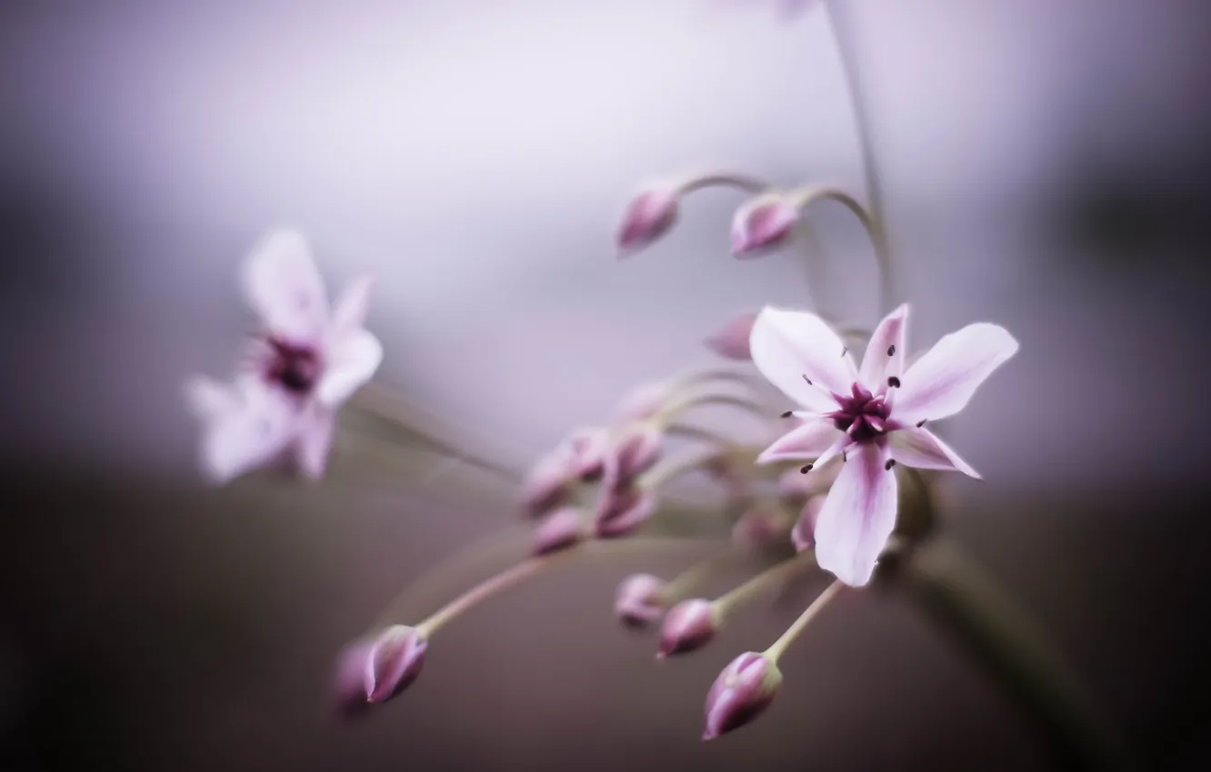 Photo wallpaper macro, flowers, background