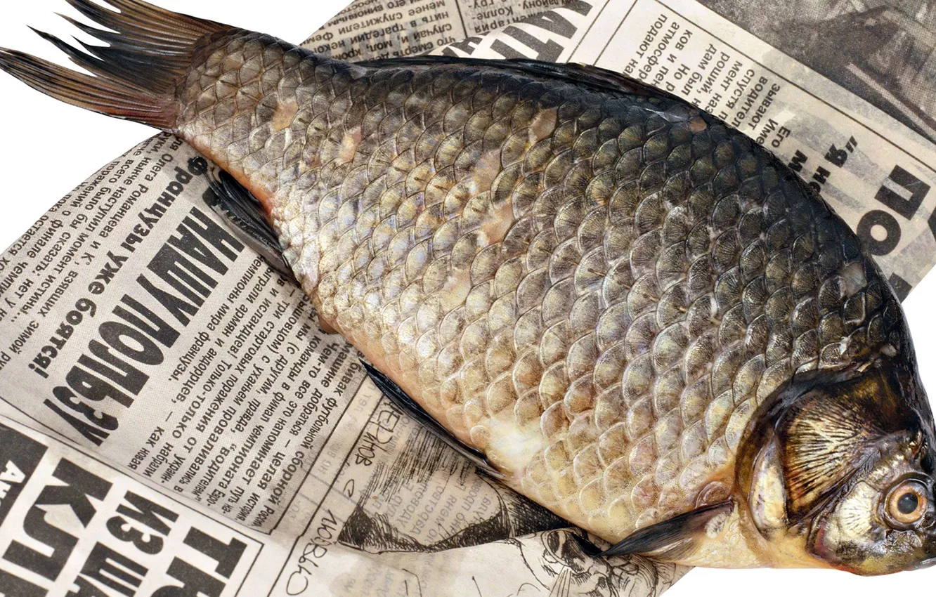Photo wallpaper text, letters, background, fish, newspaper, dried