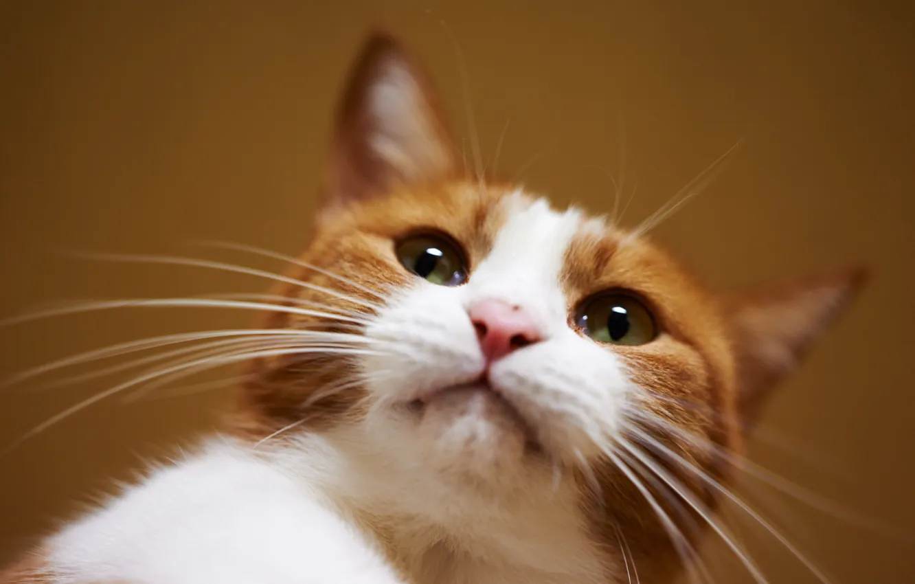 Photo wallpaper cat, cat, mustache, red, muzzle