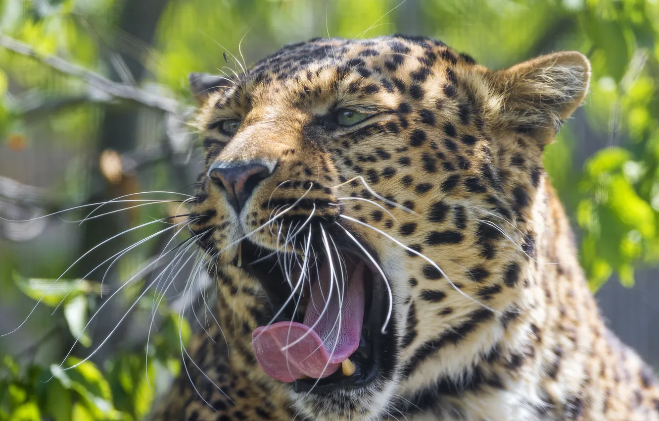 Photo wallpaper cat, face, mouth, leopard, yawns, ©Tambako The Jaguar