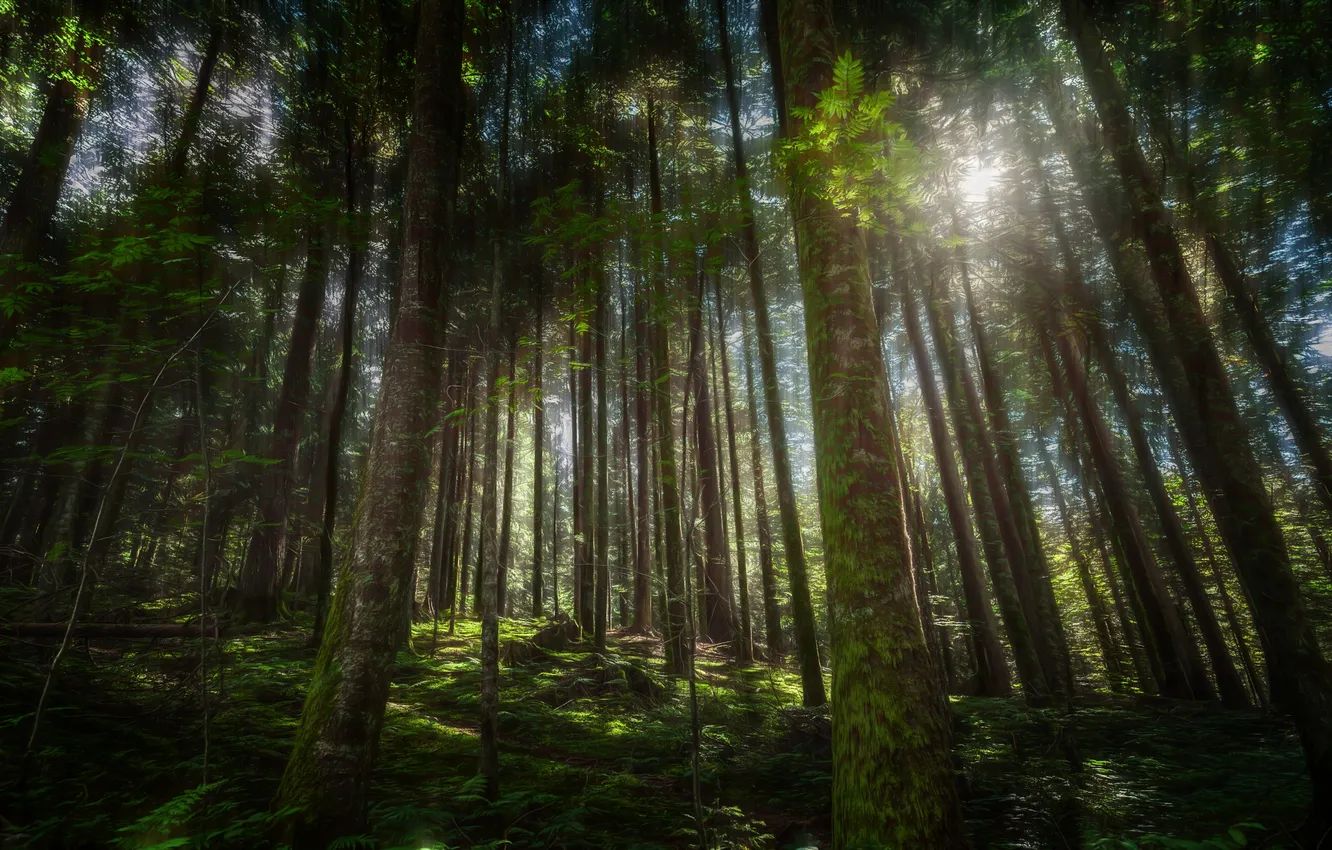 Photo wallpaper forest, trees, nature