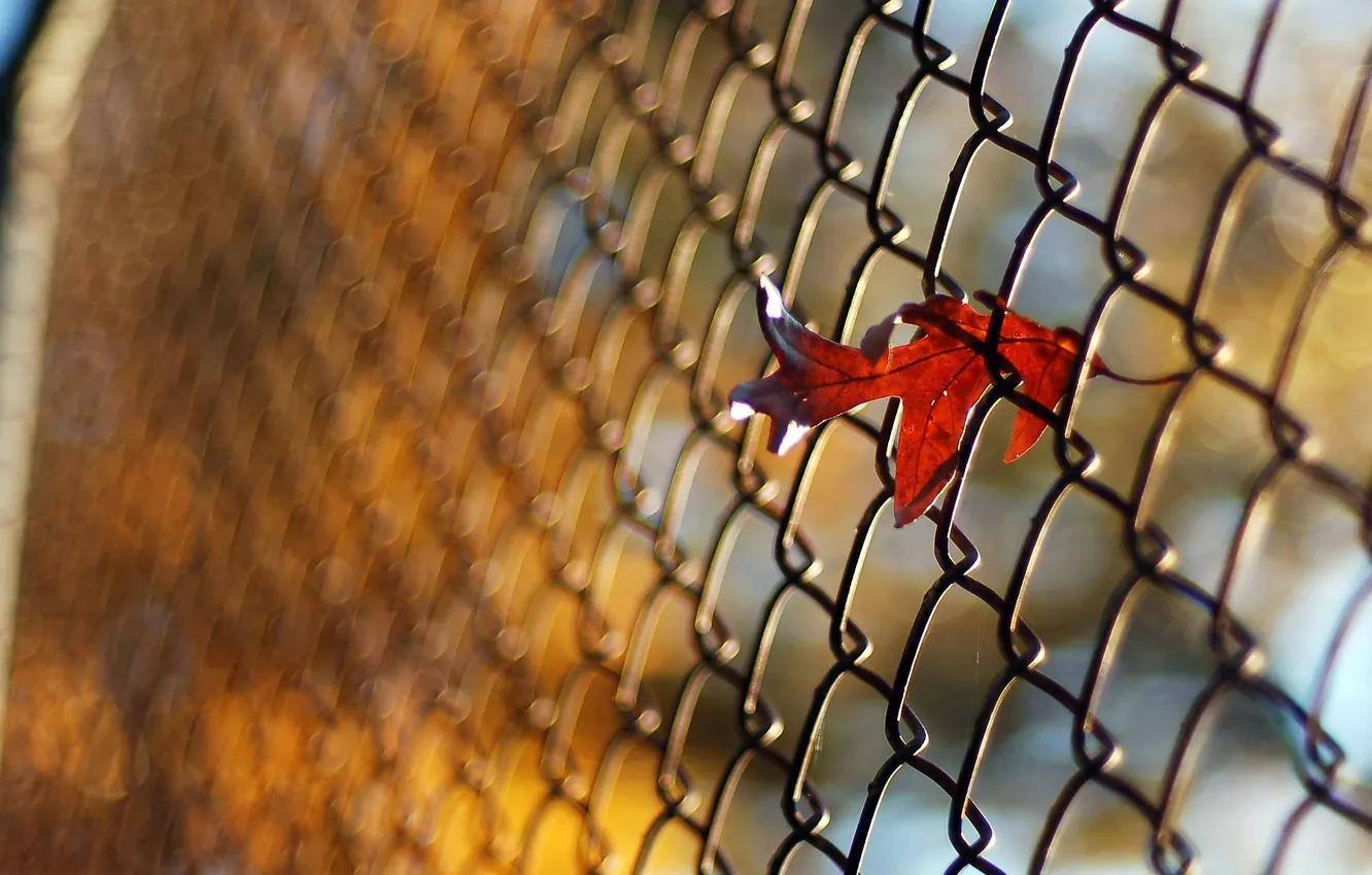 Photo wallpaper autumn, macro, photo, mesh, Wallpaper, the fence, leaf, wallpapers