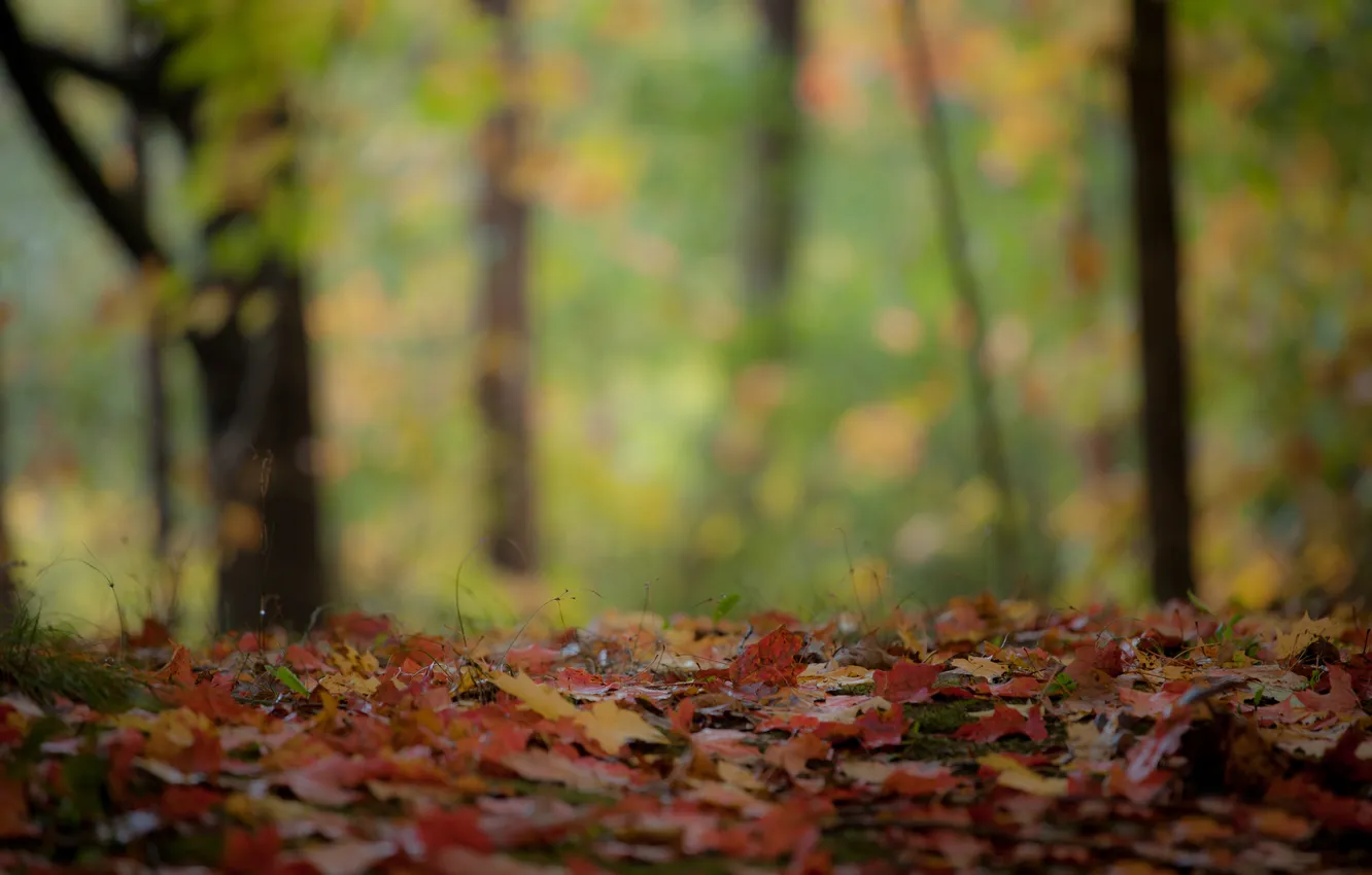 Photo wallpaper autumn, forest, macro, foliage