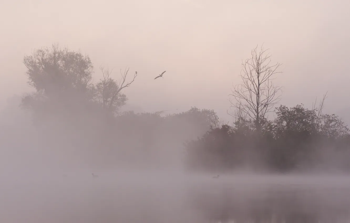 Photo wallpaper night, nature, fog, lake, bird