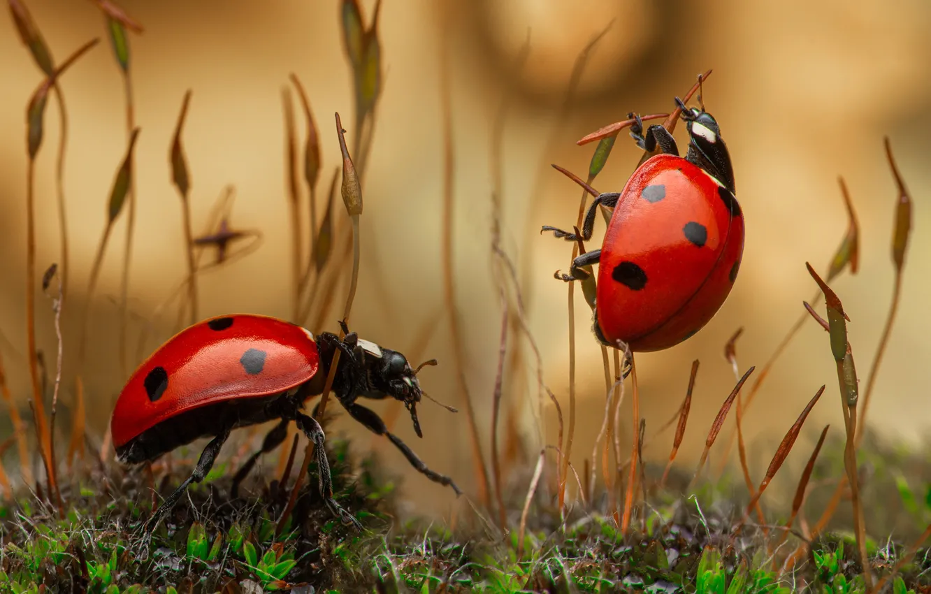 Photo wallpaper macro, insects, bugs, a couple, ladybugs, grass