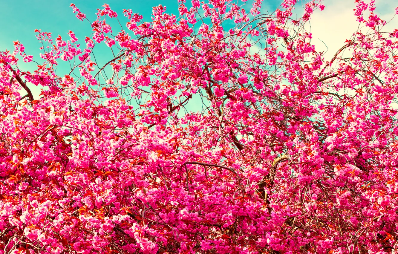Photo wallpaper Flowers, Branches, Pink, Flowering trees