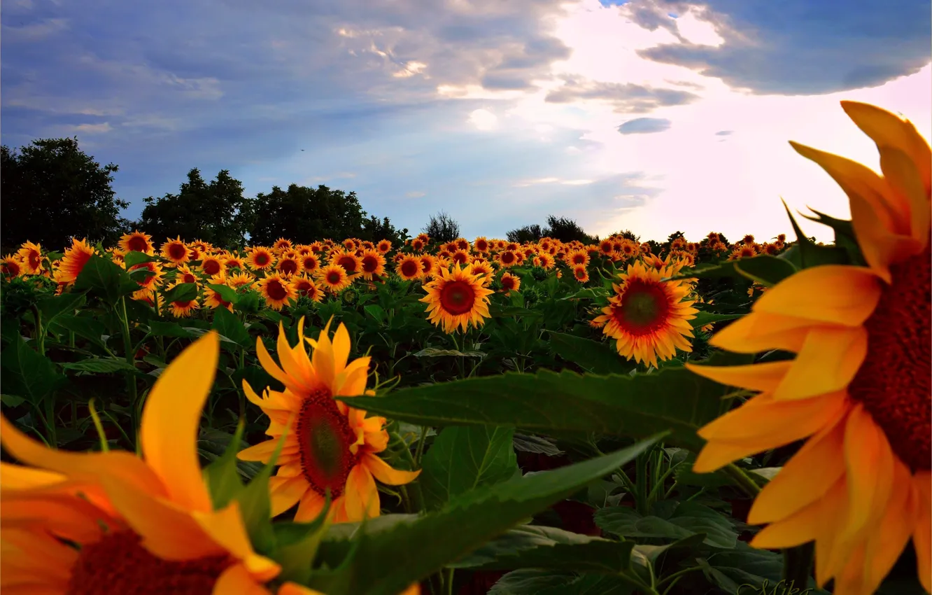 Photo wallpaper Sunset, Field, Summer, Sunflowers, Sunset, Summer, Field, Sunflowers
