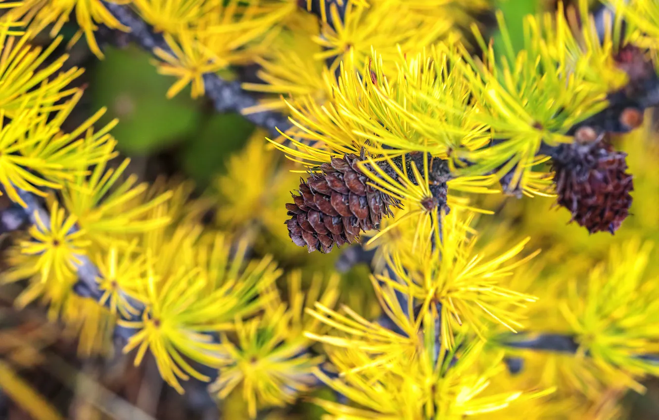 Photo wallpaper autumn, branches, yellow, nature, needles, bumps, bokeh, larch
