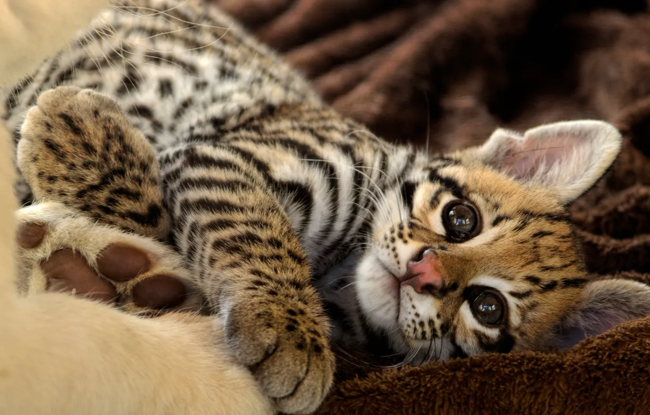 Photo wallpaper cat, look, stay, kitty, ocelot