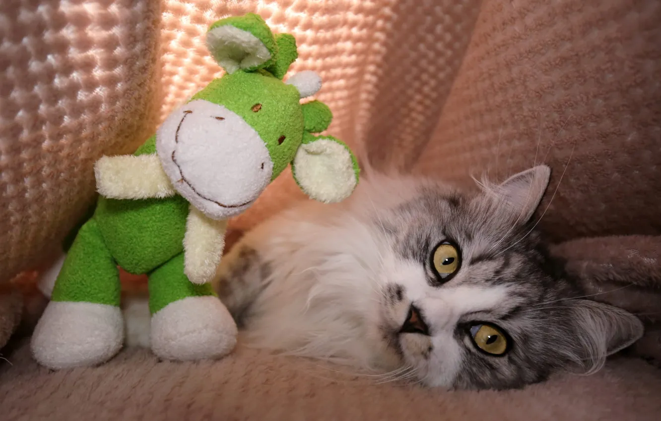 Photo wallpaper cat, cat, look, light, pose, green, comfort, grey