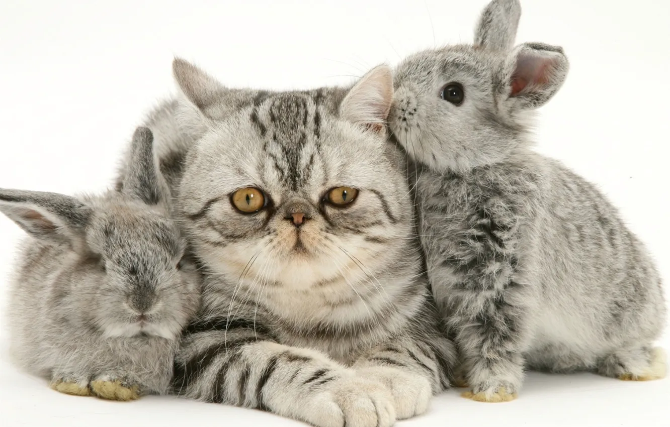 Photo wallpaper kitty, rabbits, grey