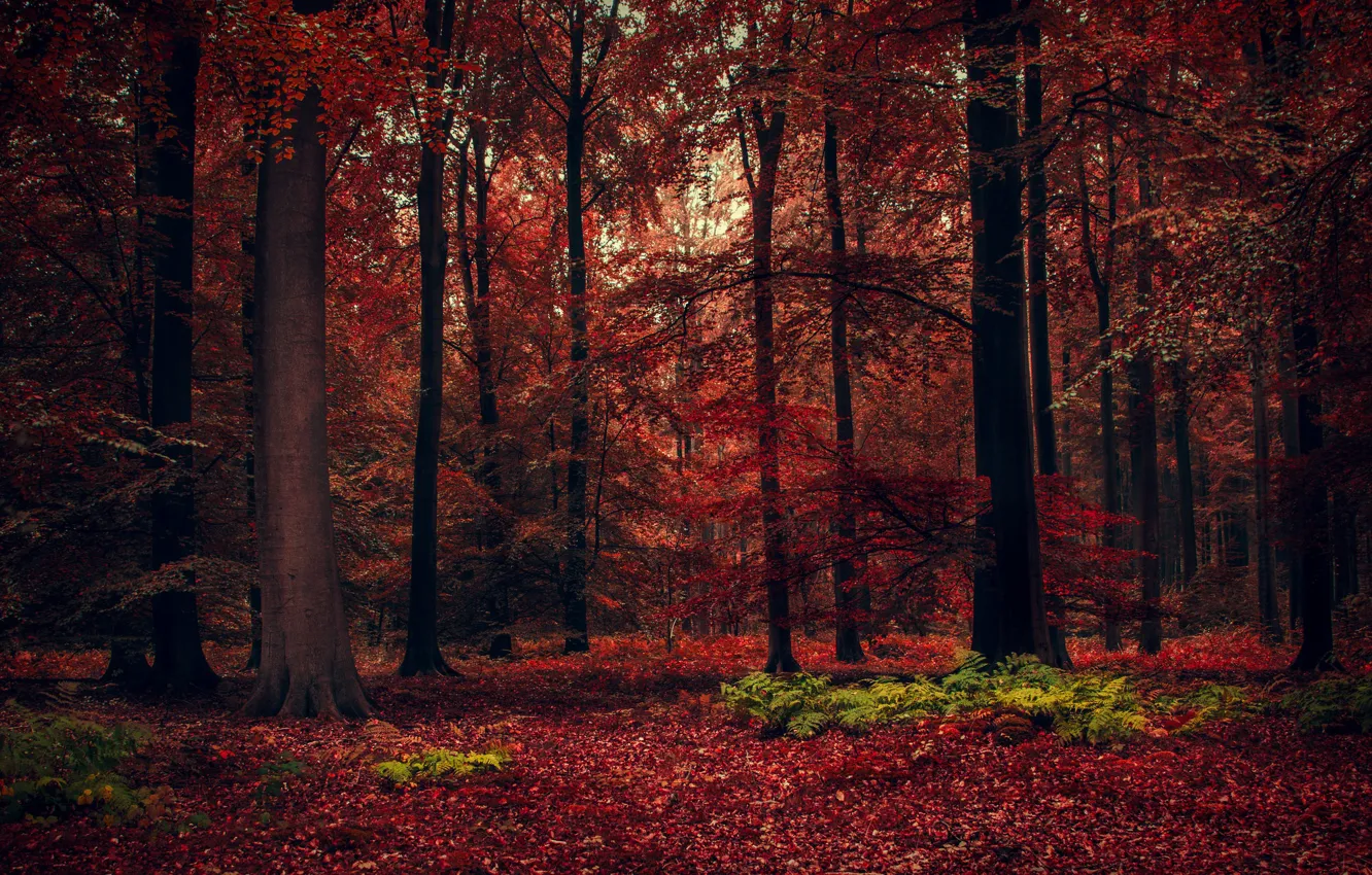 Photo wallpaper autumn, forest, trees, beauty