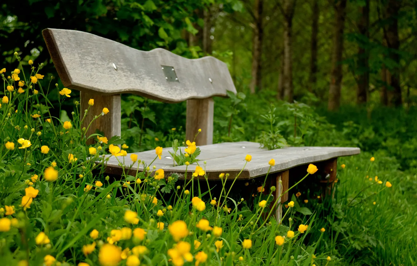Photo wallpaper forest, grass, flowers, Park, bench