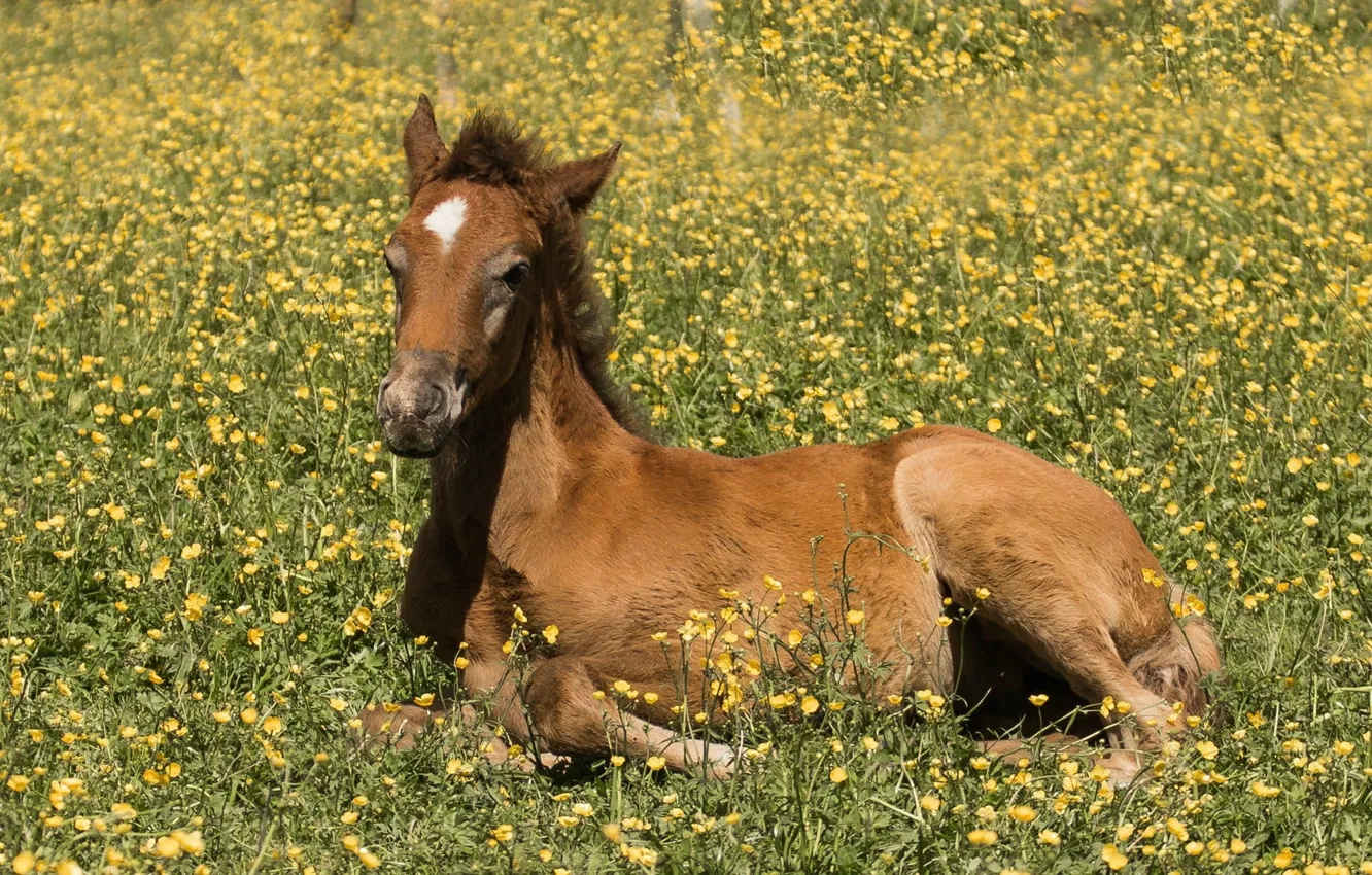 Photo wallpaper horse, meadow, foal