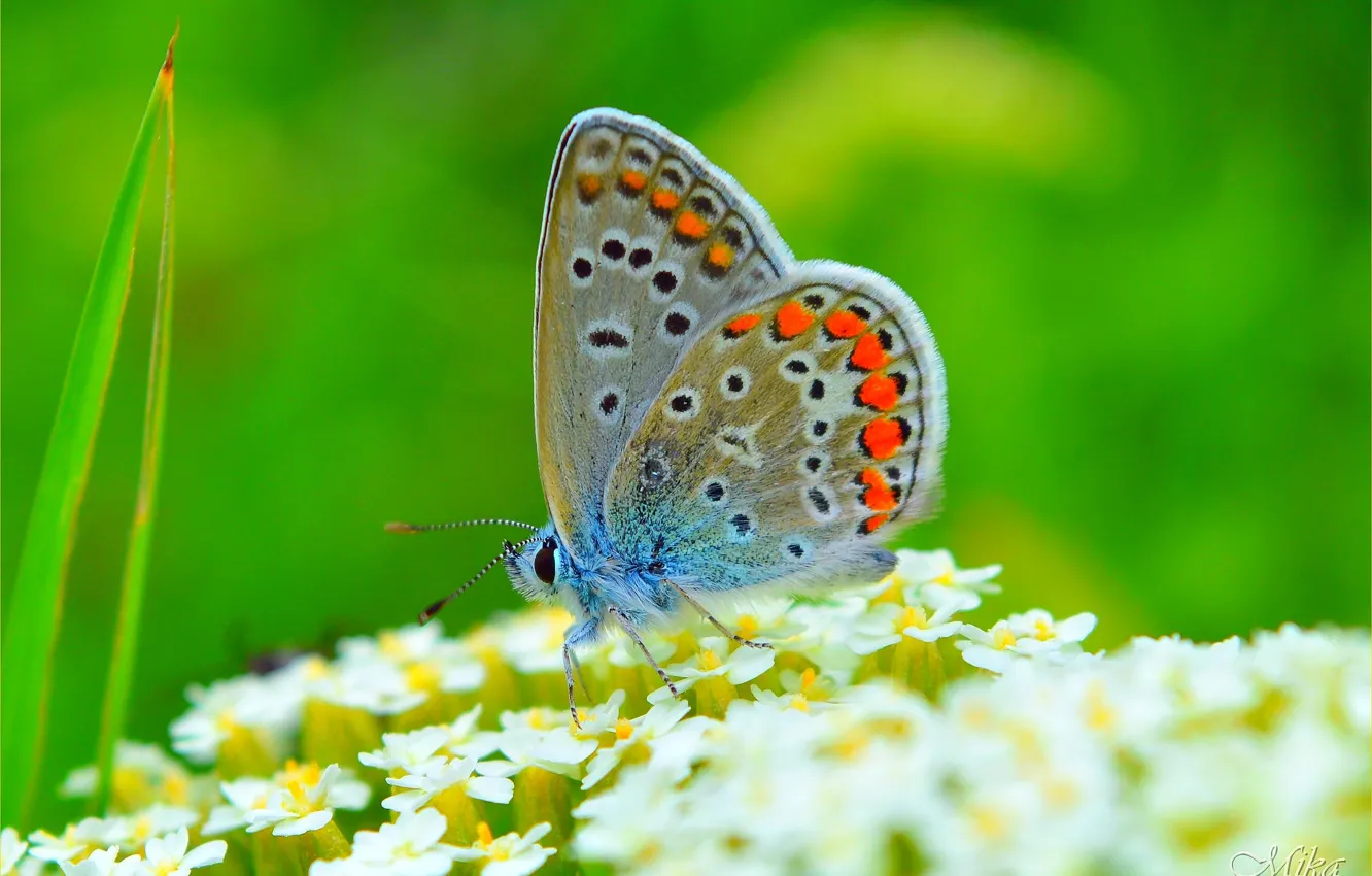 Photo wallpaper macro, butterfly, butterfly, macro