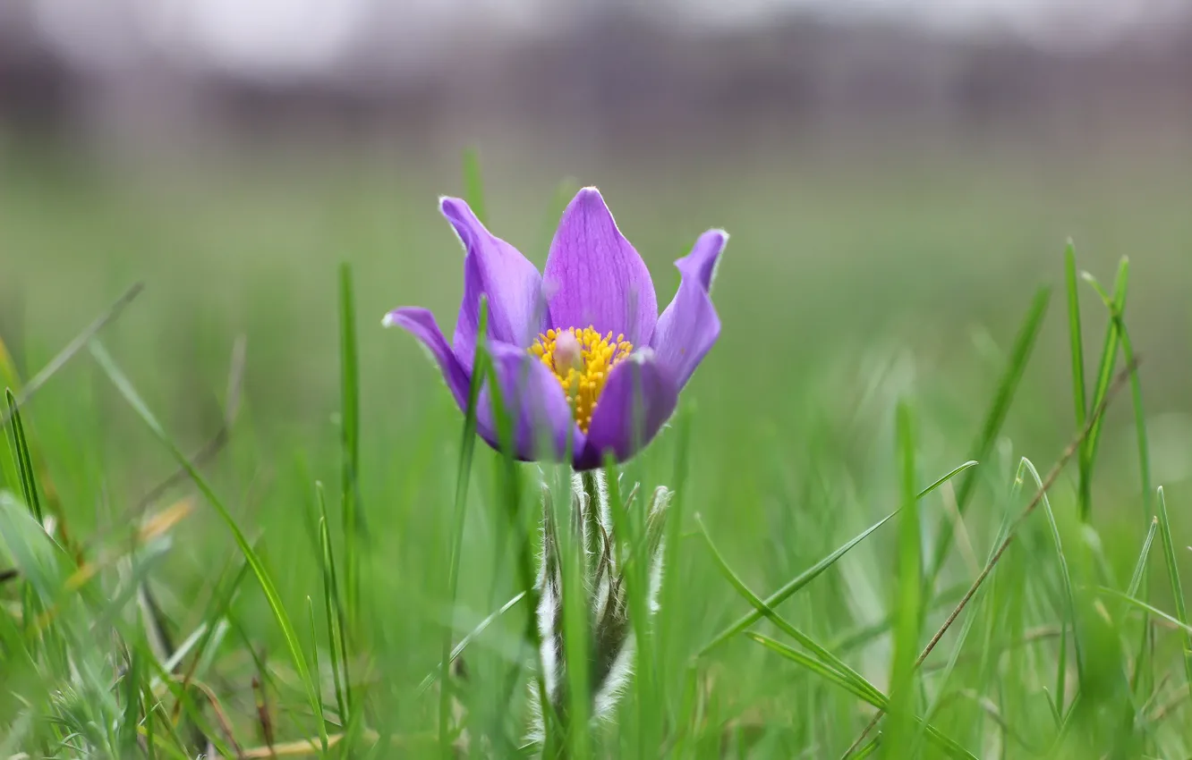 Photo wallpaper macro, flowers, weed, dream grass