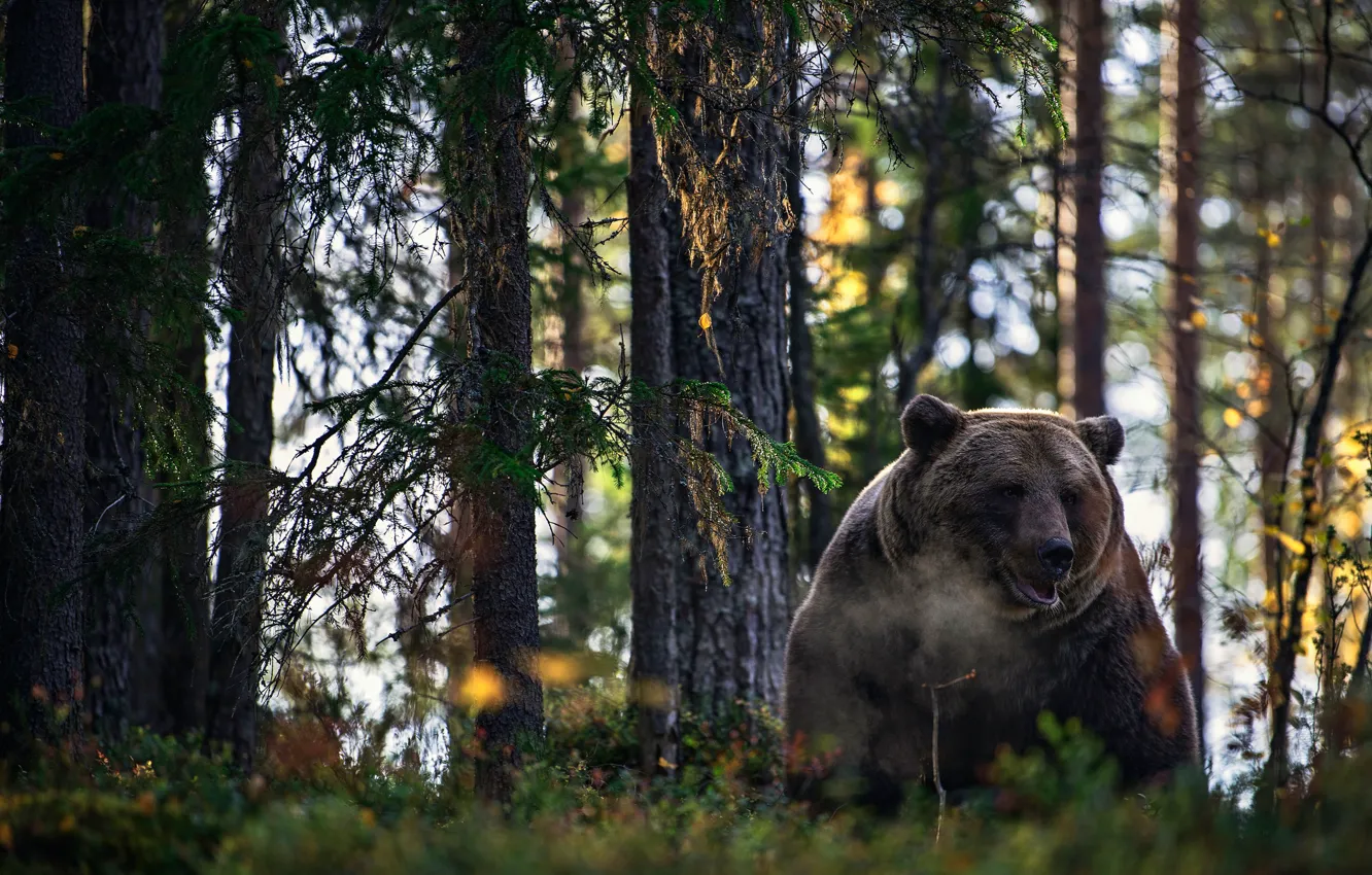 Photo wallpaper forest, bear, beast, the Bruins