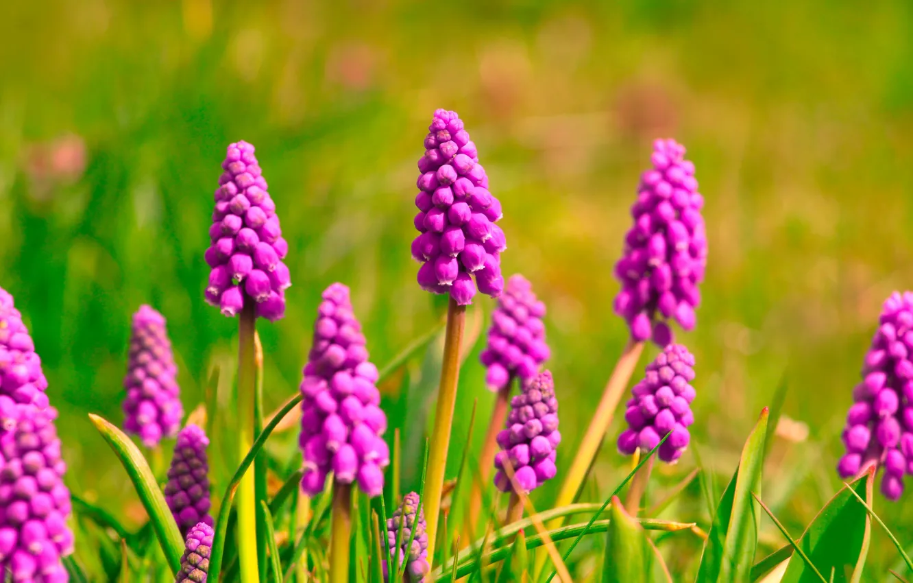 Photo wallpaper flowers, bright, spring, pink, flowerbed, lilac, Muscari
