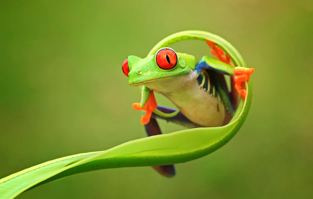 Photo wallpaper eyes, nature, background, color, frog, legs, green, animals
