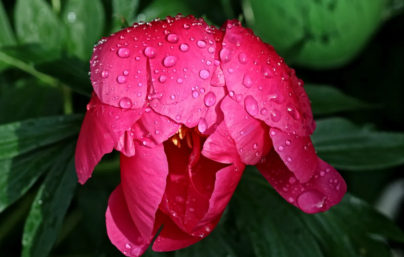 Photo wallpaper drops, buds, peonies