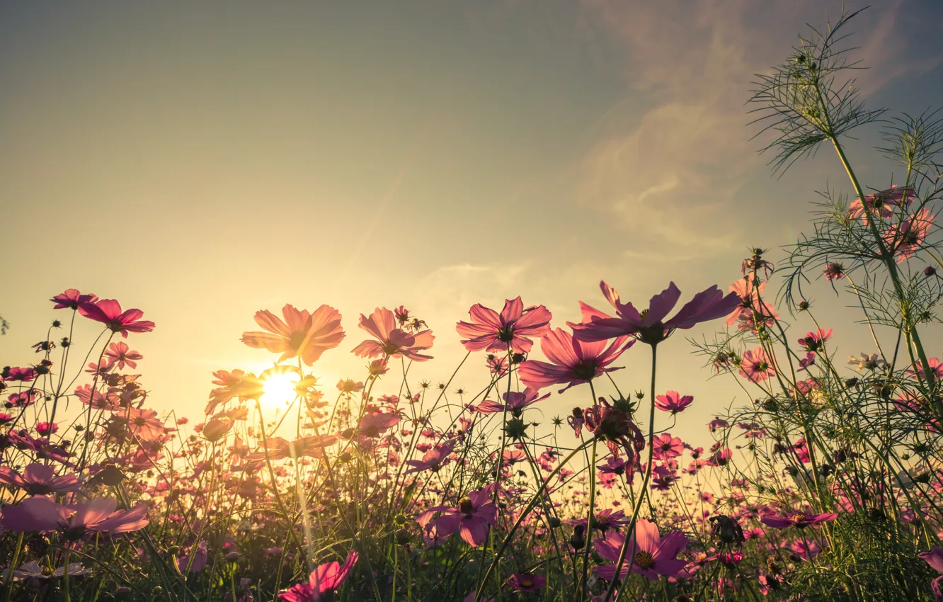 Photo wallpaper field, summer, the sky, the sun, sunset, flowers, colorful, meadow