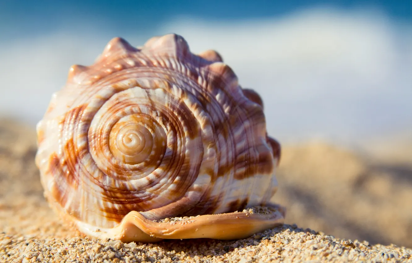 Photo wallpaper sand, beach, summer, shell