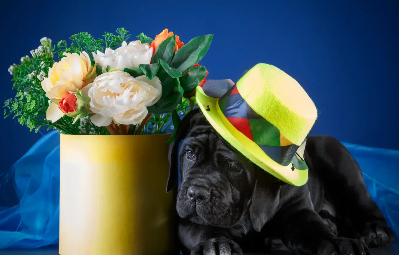 Photo wallpaper flowers, bouquet, hat, puppy