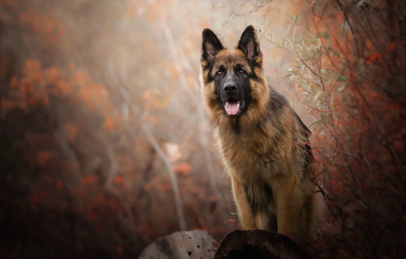 Photo wallpaper autumn, language, look, face, branches, nature, pose, background