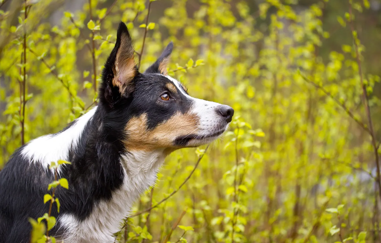 Photo wallpaper look, each, dog