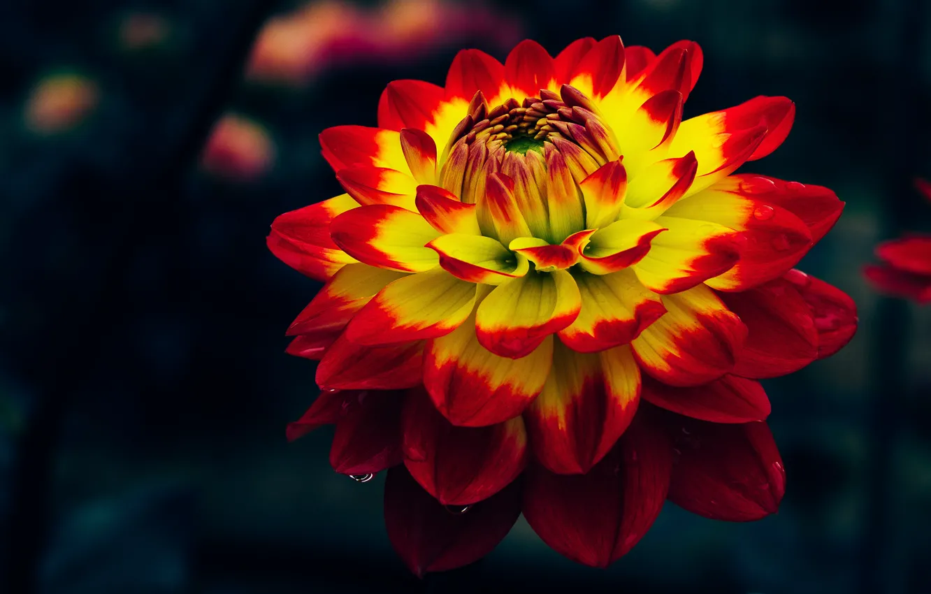 Photo wallpaper flower, macro, the dark background, two-tone, Dahlia, bright, yellow red