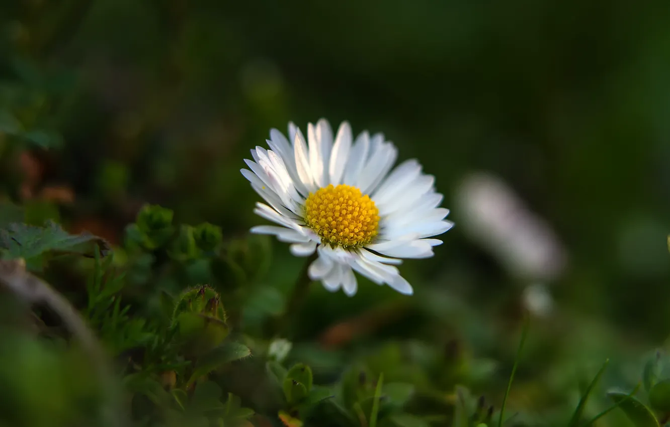 Photo wallpaper flower, bokeh, Daisy
