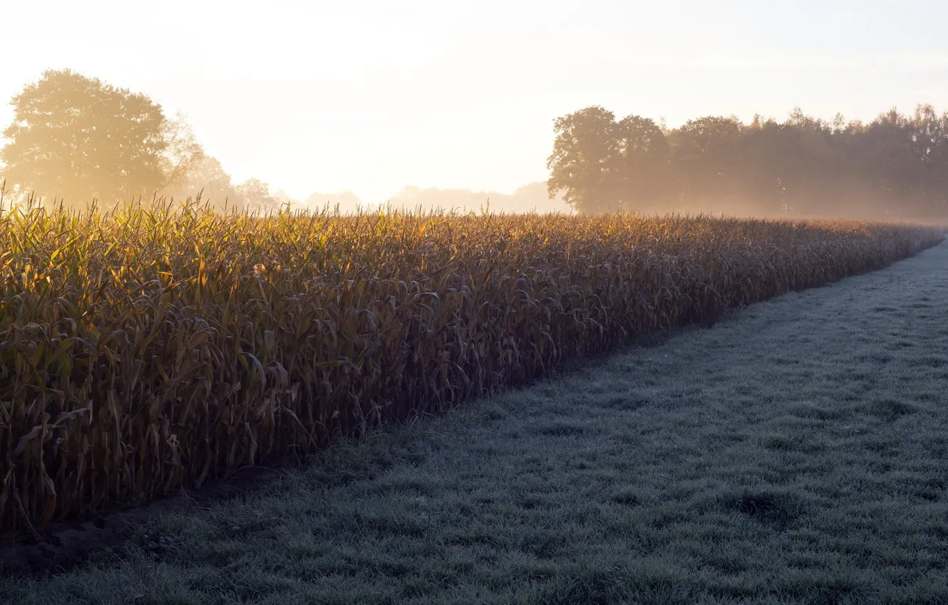 Photo wallpaper fog, corn, morning