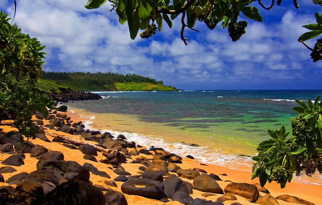 Photo wallpaper Hawaii, Kauai, Moloaa, Beach Shade